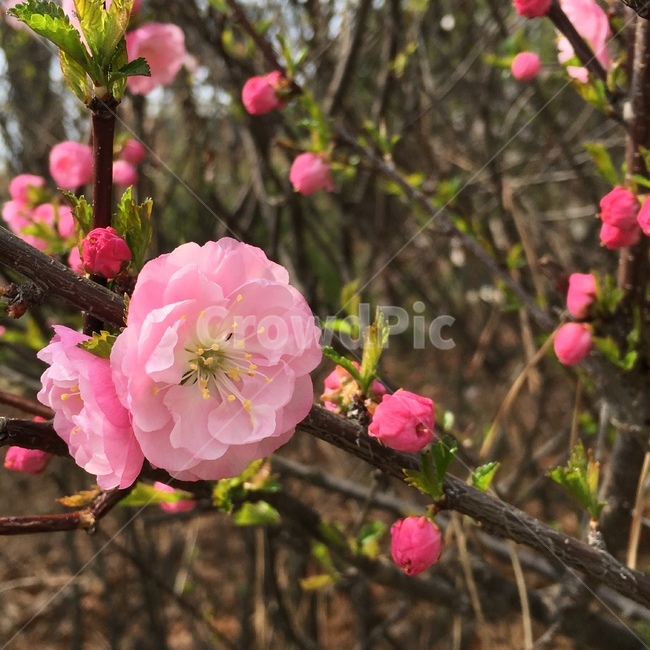 꽃,식물,봄,자연,나무,분홍,봄,계절,spring,season,식물,자연,plants,nature,꽃,flower,plant