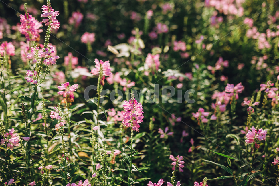 자연,식물,계절,분홍,핑크,초록,가을꽃,꽃,꽃송이,배경,flower,pink,nature,plant,season,background,green,식물,자연,plants,nature,꽃,flower