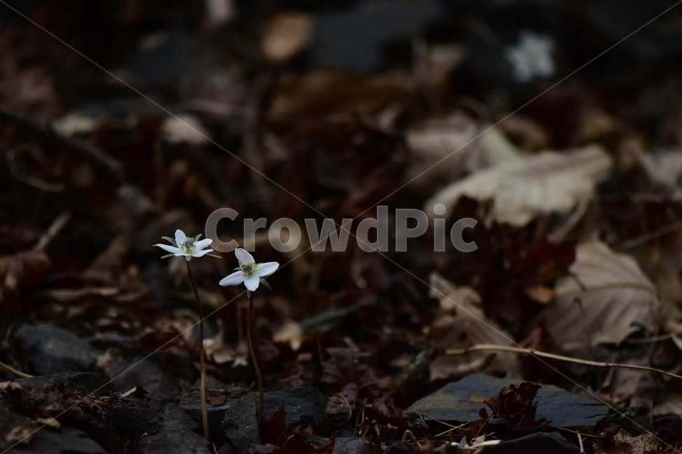 변산바람꽃,야생화,봄,꽃,흰색,자연,식물,식생,봄의전령사,풀꽃,미나리아재비과,plants,nature,spring,season,flower,식물,자연,plants,nature,꽃,flower