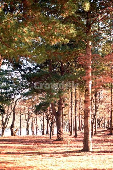 나무,춘천,tree,sun,햇살,자연,풍경,nature,landscape,plant,식물,tree trunk,나무 줄기,vegetation,초목