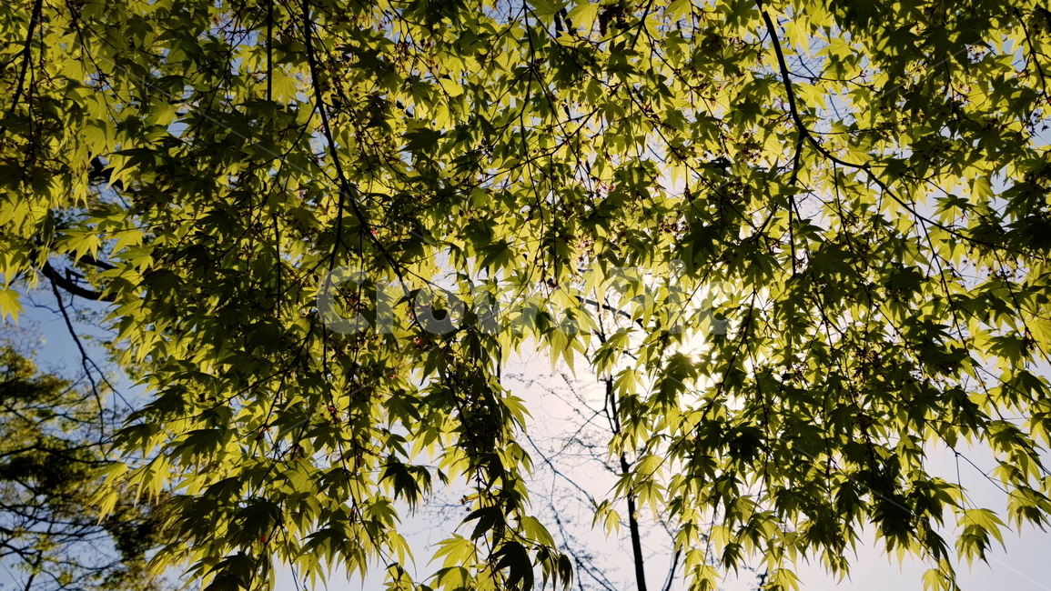 나무,산책,가든,공원,잎,식물,자연,plants,nature