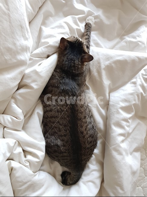 꿀탱이,코숏,고양이,cat,슈퍼맨,나른한,감성,이불,동물,animal,포유류,mammal,고양이,cat,kitten,kitty