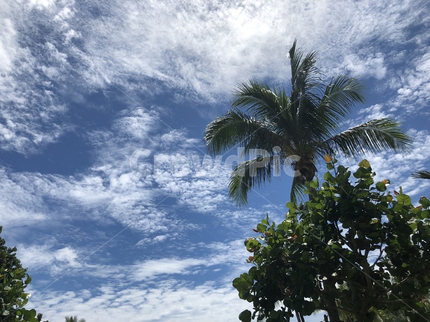 코타키나발루,summer,여름,야자수,나무,하늘,sky,해외,풍경,자연,배경,휴양지,휴가,구름,맑은하늘,열대,트리
