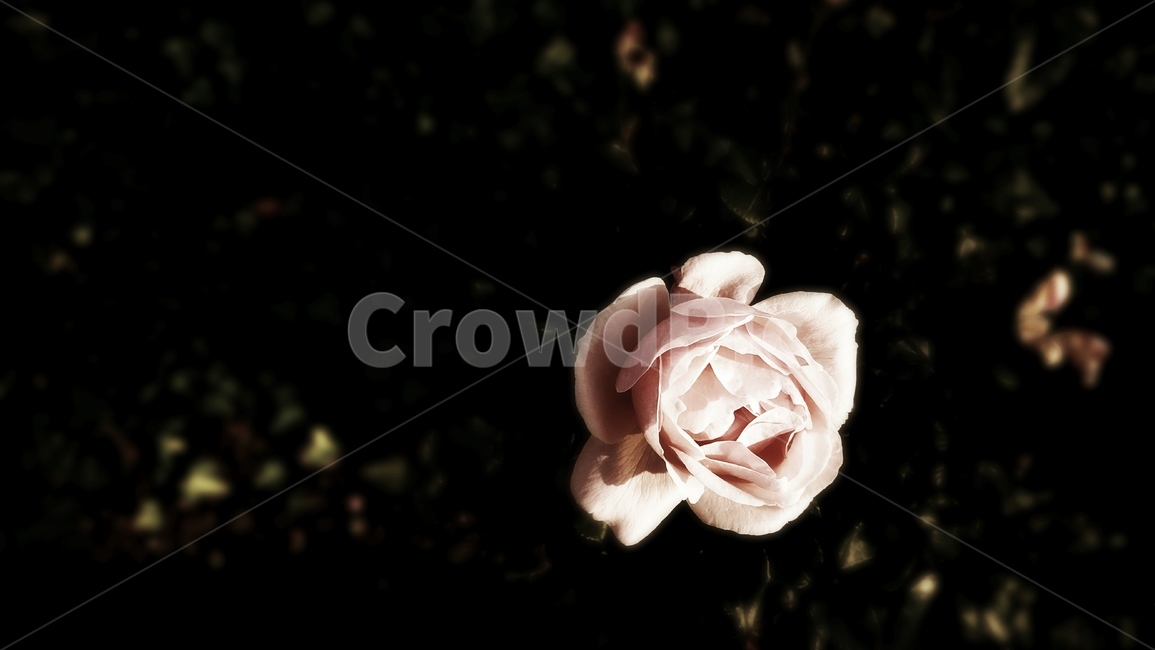 blossom,꽃,식물,장미,rose,plant,flower,검정,검정색,흑백,black,꽃,flower