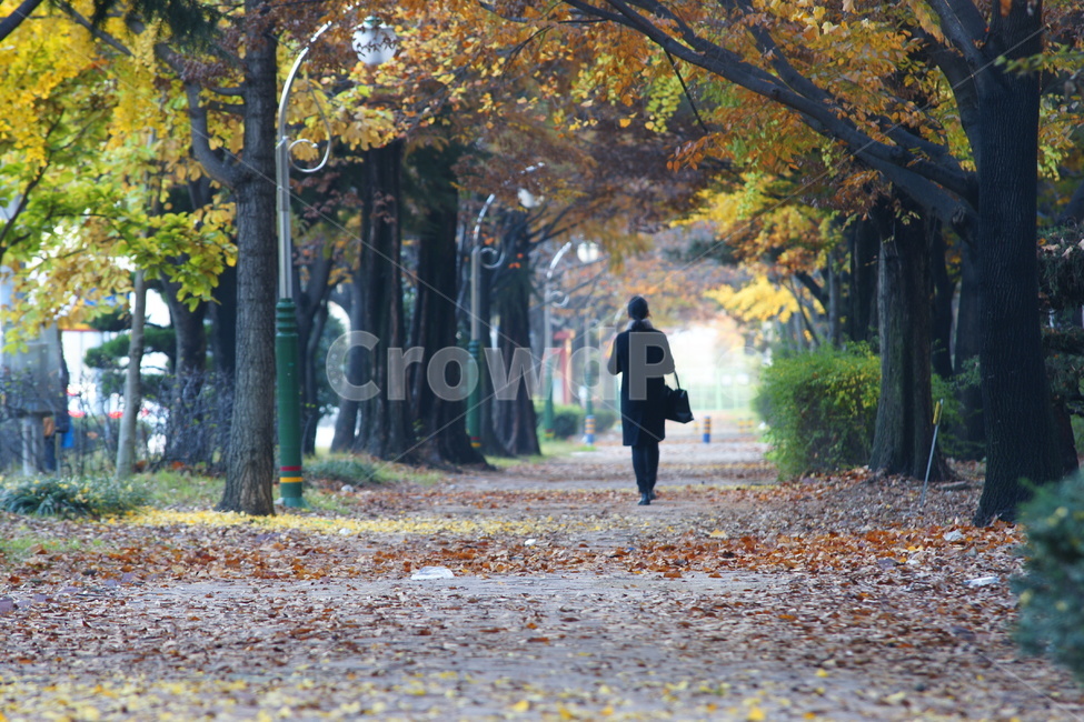 단풍,가을,가로수,여자,뒷모습,가을,계절,fall,autumn,season,도시,풍경,city,landscape,사람,인물,인간,human,person,여성,여자,woman,female,lady,tree,나무,plant,식물,apparel,의복,coat,코트,clothing,의류