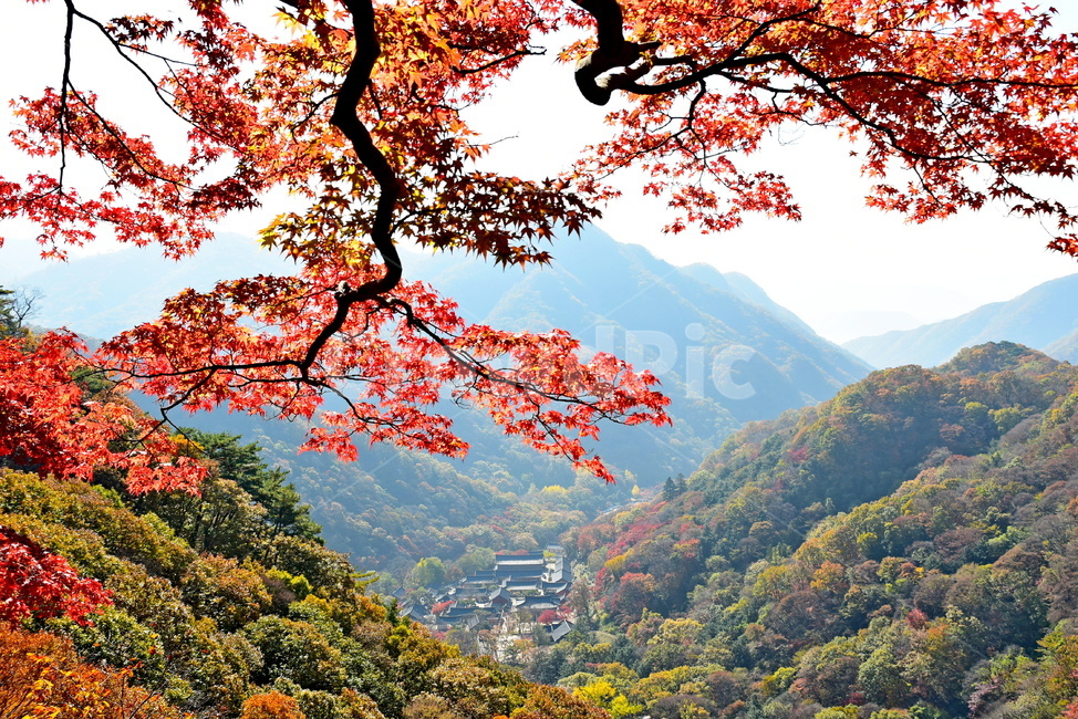 자연,풍경,단풍,계절,가을,잎,단풍잎,붉은,노란,낙엽,나무,애기단풍,백암산,fall,autumn,season,nature,landscape,한국자연풍경,한국자연경관,korea,tree,maple,leaf,약사암,백양사,사찰,가을,계절,fall,autumn,season,자연,풍경,nature,landscape,plant,식물