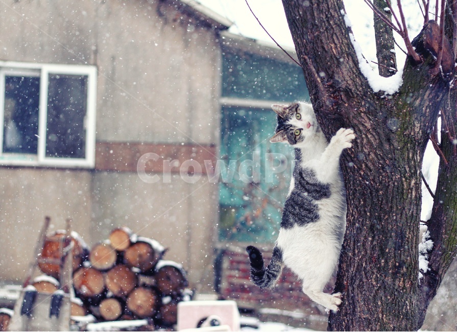 tree climbing,Meow,cat,Countryside,animal