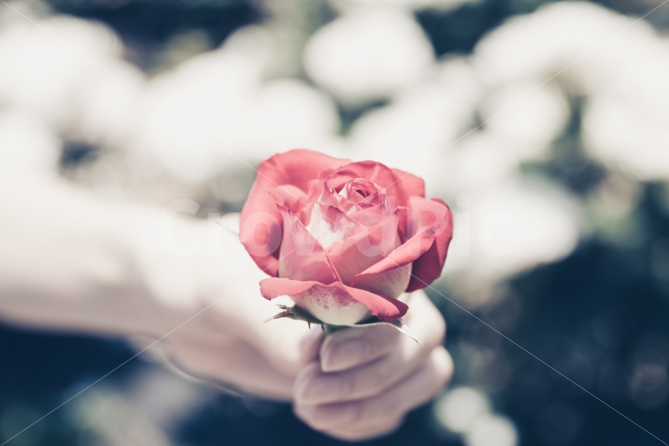 감성,장미,빨강,red,rose,식물,자연,plants,nature,꽃,flower,사람,인물,인간,human,person,감성,sensible,feeling,연출,컨셉,콘셉,direction,concept