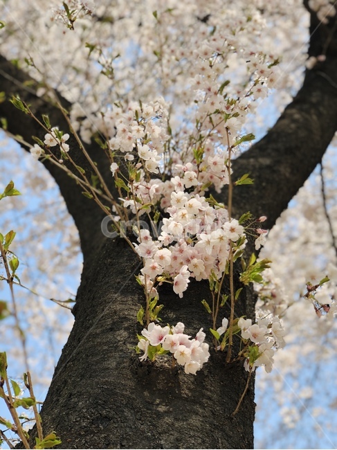 벚꽃,cherryblossoms,flower,plant,식물,벚꽃나무,봄,꽃,나무
