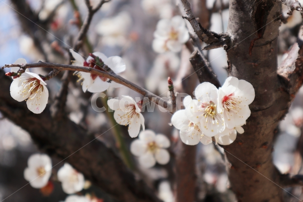 꽃,봄,나무,자연,벚꽃,식물,자연,plants,nature,꽃,flower