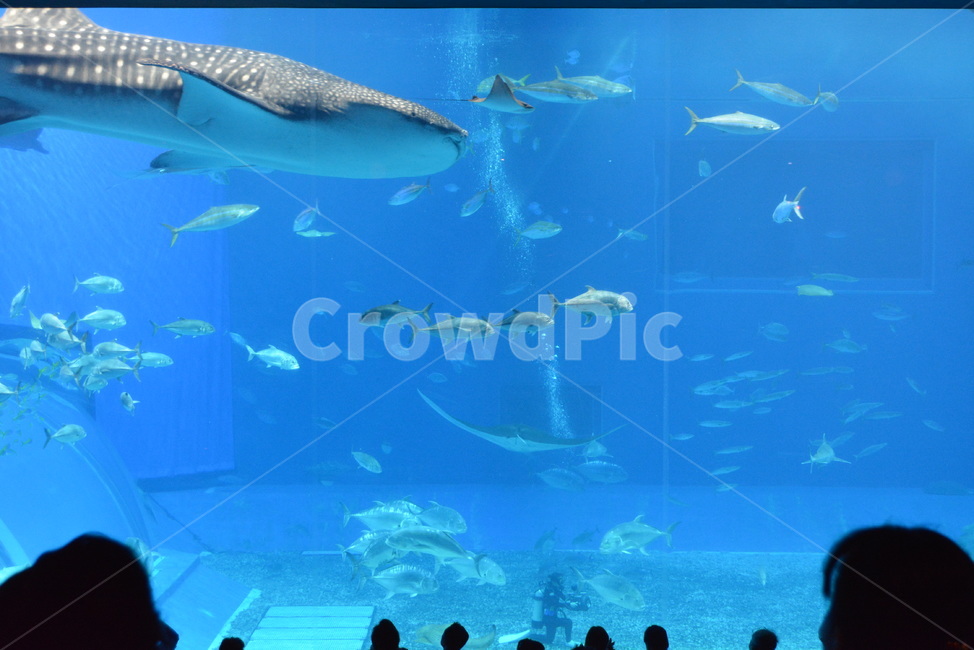 수족관,물고기,아쿠아리움,aquarium,관람