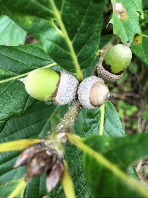 도토리,상수리나무,나무,열매,자연,과일,열매,fruit