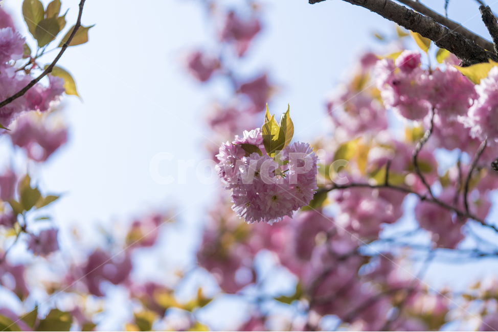 봄,겹벚꽃,겹벚꽃나무,벚꽃,매크로,핑크,봄,계절,spring,season,식물,자연,plants,nature,꽃,flower,plant