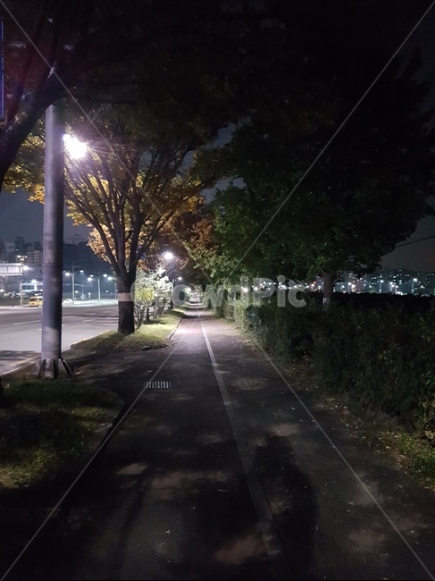 길,가을,나무,단풍,도로,자연,풍경,nature,landscape,야경,밤,nightscape,night,asphalt,아스팔트,flare,플레어,light,빛,road