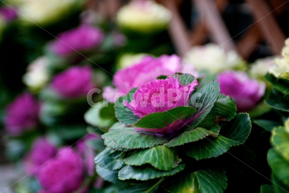 잎모란,양배추꽃,cauliflower,꽃양배추,보라색,초록색,식물,자연,plants,nature,꽃,flower