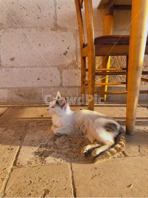 길고양이,고양이,의자,바닥,cat