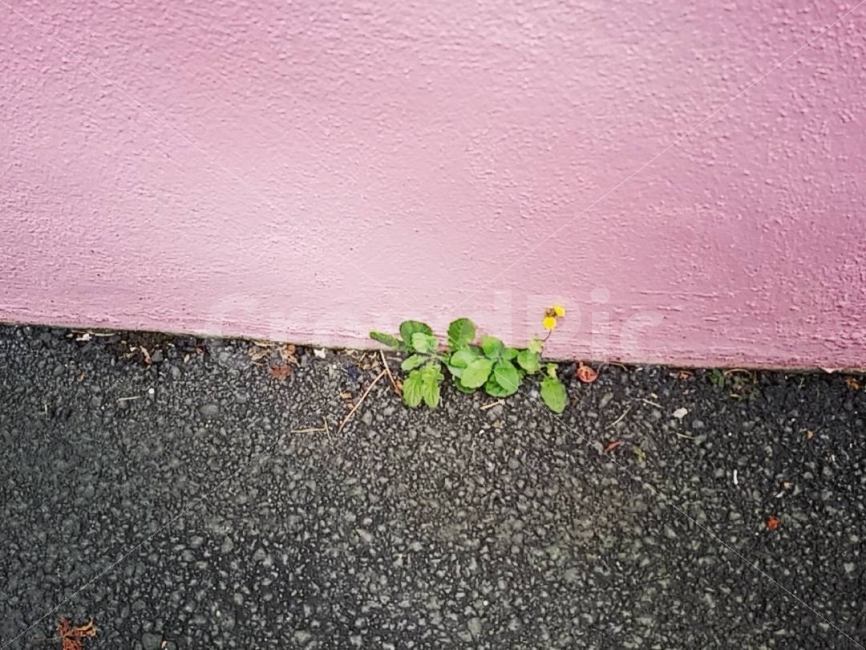 감성,꽃,담벼락,들꽃,길,식물,자연,plants,nature