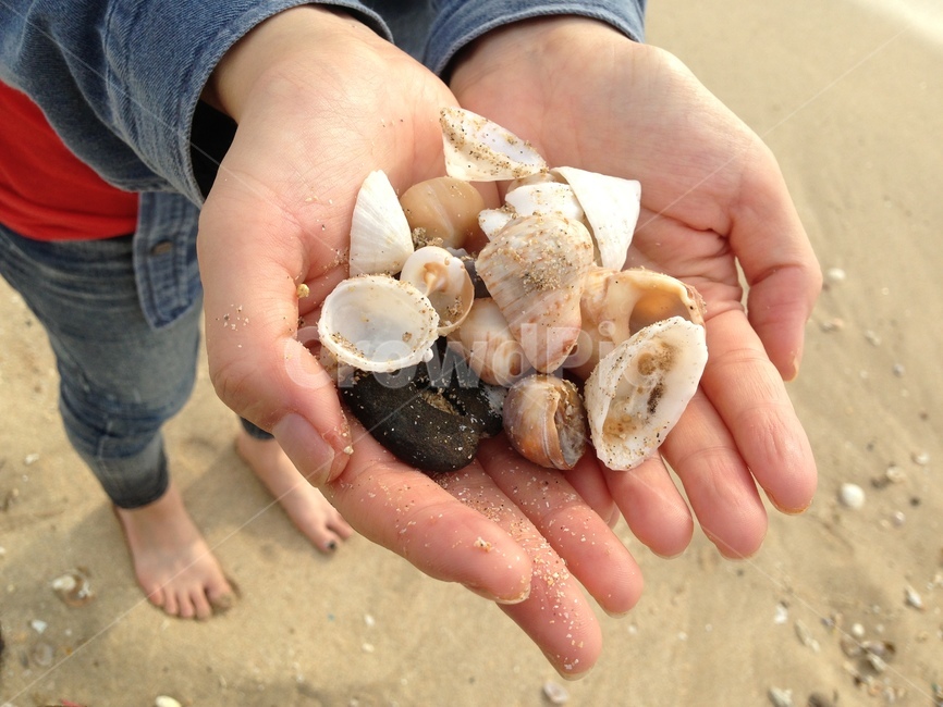 human,인간,person,사람,조개,조개껍데기,shell,seashell