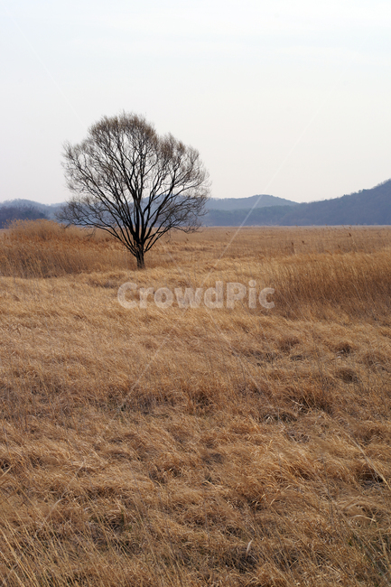 우음도,왕따나무,시화호,시화방조제,화성시,갈대밭,초원,간척지,자연,풍경,nature,landscape
