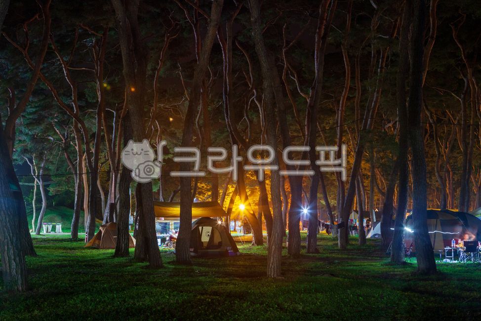 캠핑, 텐트, 야영, 솔밭, 숲, 사진,이미지,일러스트,캘리그라피 - 휴먼노트작가