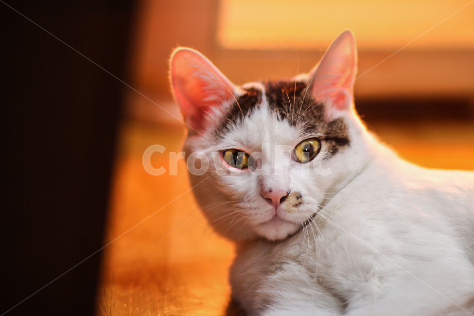 고양이,cat,animal,동물,야옹이,kitty,애묘,동물표정,애완동물,포유류,pet,반려동물,유기묘,길냥이,kitten,아기고양이,코숏,코리안숏헤어,캣대디,캣맘,반려묘,휴식,힐링,res,trelaxation,healing,포유,류mammal,동물,animal,포유류,mammal,고양이,cat,kitten,kitty