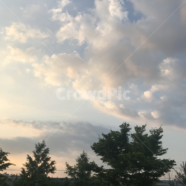 구름,하늘,나무,하늘색,여름하늘
