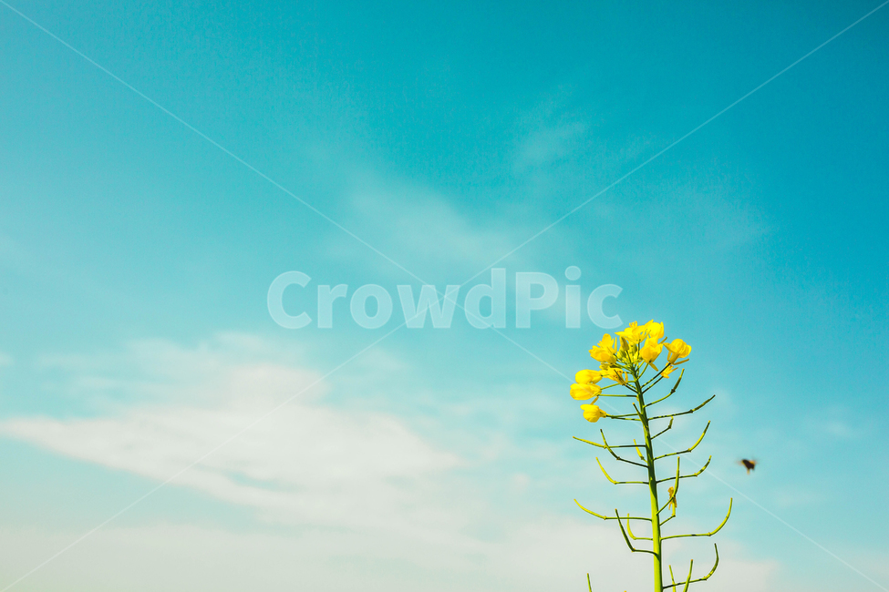 유채꽃,청보리,학원농장,고창,야외,식물,자연,plants,nature,꽃,flower