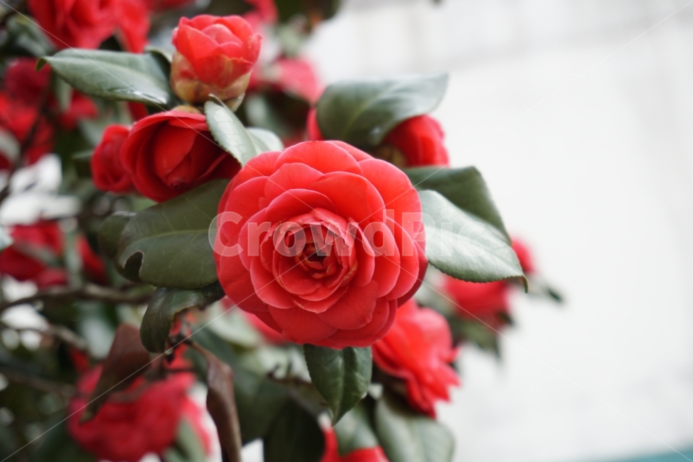 동백꽃,봄날,스냅,아날로그,감성사진,식물,자연,plants,nature,꽃,flower