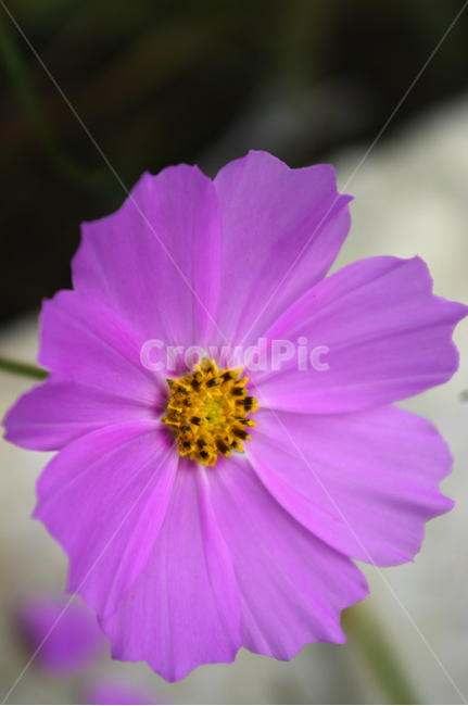 코스모스,꽃,flower,식물,plant,가을,계절,fall,autumn,season,식물,자연,plants,nature,꽃,flower