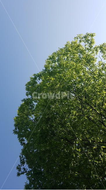 하늘,나무,식물,plant,tree,식물,자연,plants,nature,나무,trees,wood