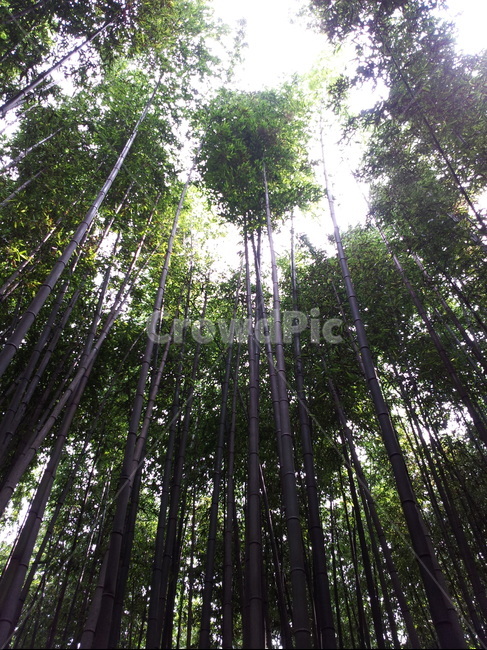 대나무,대나무숲,죽목원,숲,bamboo,forest,자연,풍경,nature,landscape,식물,plants,나무,trees,wood,plant