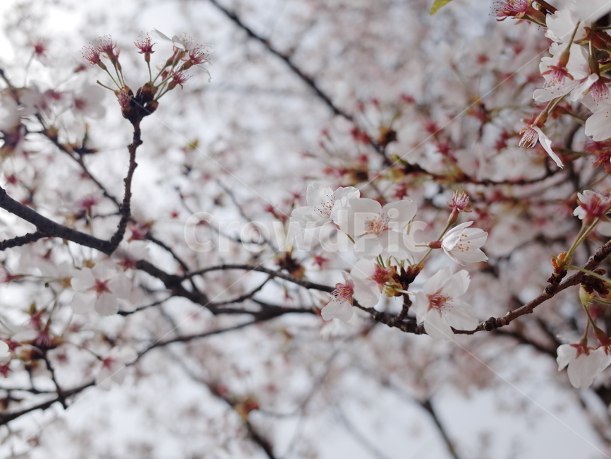 벚꽃,봄,겹벚꽃,벚꽃놀이,벚꽃엔딩,꽃,blossom,봄,계절,spring,season