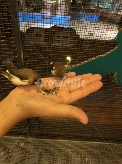 새,참새,동물,밥,조류,동물,animal,조류,새,birds