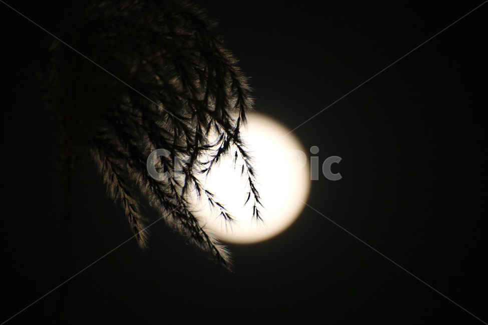 가을,보름달,밤,갈대,밤하늘,가을,계절,fall,autumn,season,야경,밤,풍경,nightscape,night,landscape,식물,자연,plants,nature