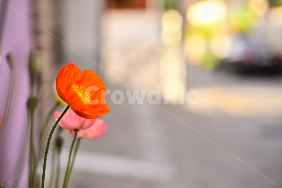 골목길,양귀비꽃,꽃양귀비,느낌,feeling,sensible,emotional,꽃,화초,길,명암,그림자,배경,바탕,백그라운드,분위기,보케,빛망울,빨강색꽃,오후시간