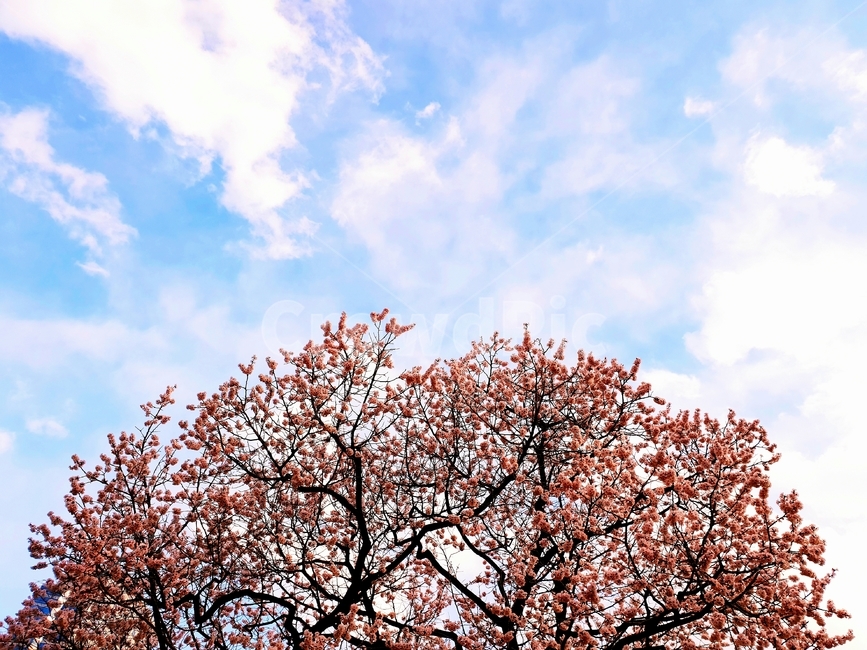 매화,홍매화,봄,꽃,꽃나무,하늘,구름,계절,자연,나무,풍경,봄,계절,spring,season,식물,자연,plants,nature,꽃,flower,plant,tree