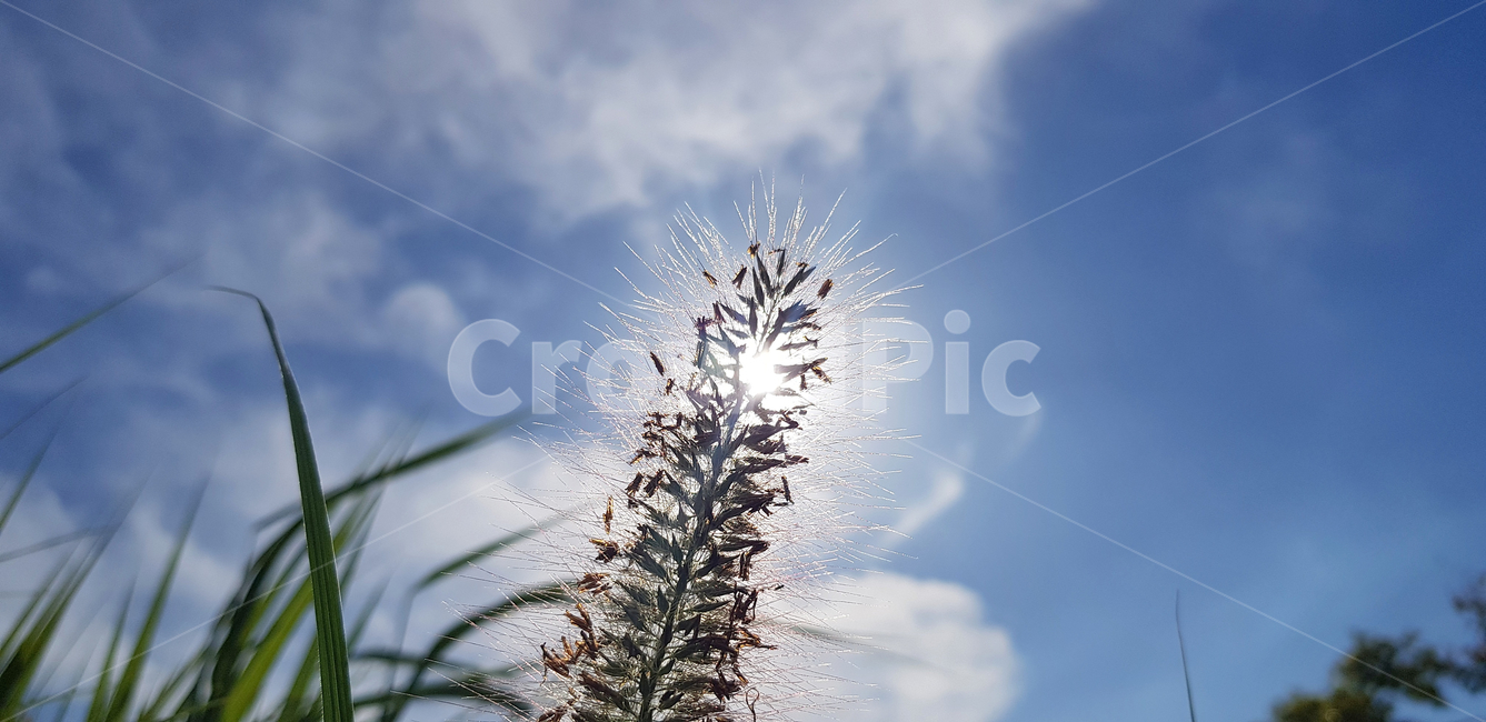 강아지풀,자연,햇빛,빛,태양,해,가을,여름,식물,식물,자연,plants,nature