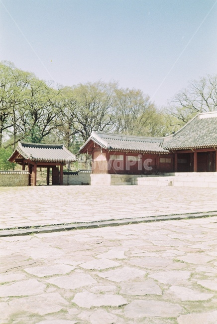 봄,종묘,봄꽃,벚꽃,벚꽃풍경,필름카메라,필름,감성사진,고즈넉,봄종묘,궁,한국랜드마크,오래된궁,오래된길,한국전통,한국문화,korean traditional,korean culture,랜드마크,landmark,tourist attraction,한국랜드마크,한국관광지,한국명소,korea landmark,korea tourist attraction