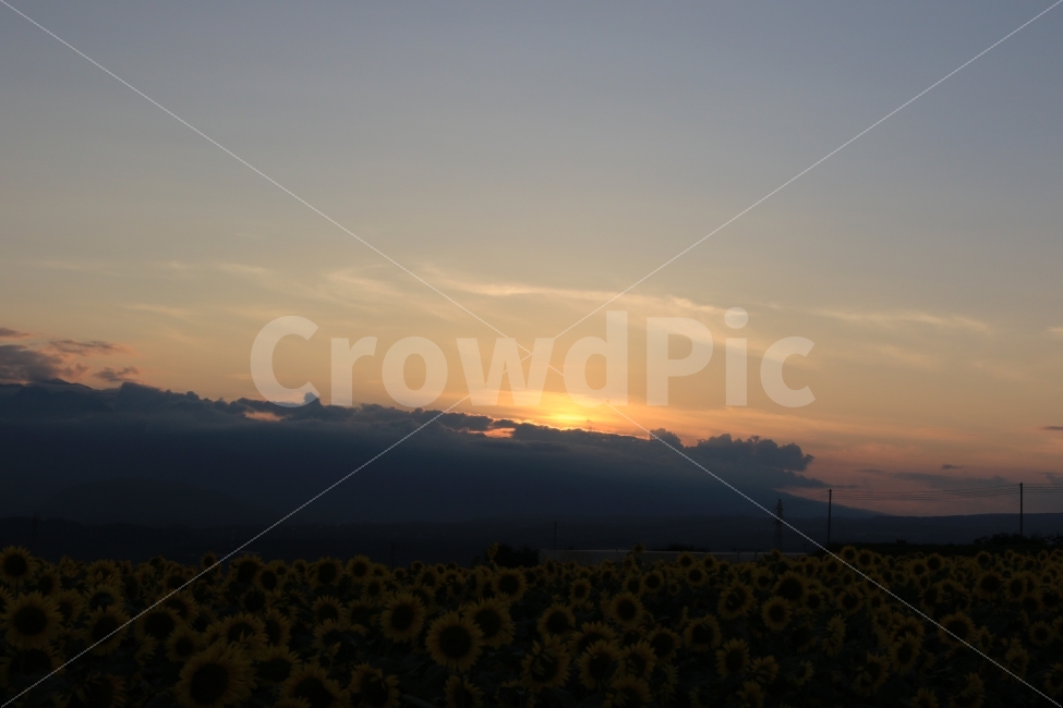 해바라기,노을,여름,사랑,지금만나러갑니다,자연,풍경,nature,landscape,outdoors,옥외,sky,하늘,red sky,붉은 하늘,dusk,황혼,dawn,새벽,sunset,일몰