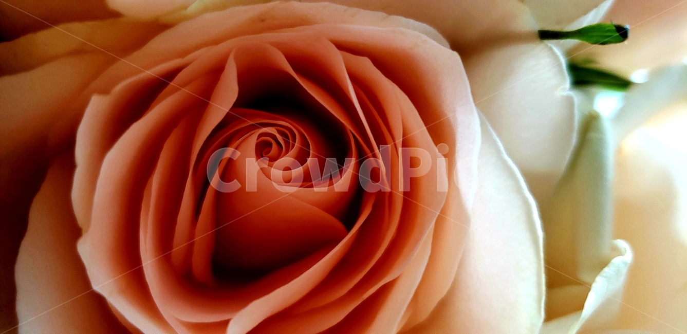 rose,장미,plant,식물,blossom,꽃,flower