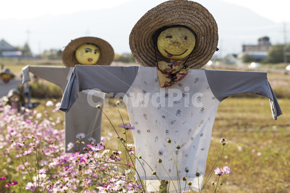 허수아비,시골,농사,코스모스,논밭,막대기,짚,헌옷,밀짚모자,모자,가을,산업,industry,industrial,농업,농사,agriculture,farming,farming industry