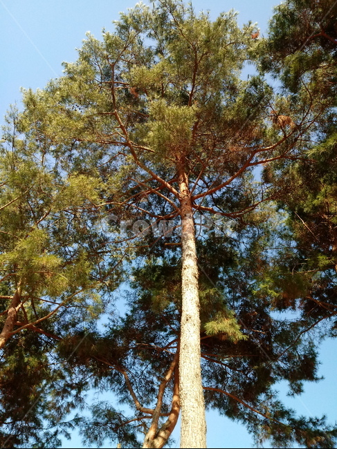소나무,나무,나무가지,식물,plant,tree,sky