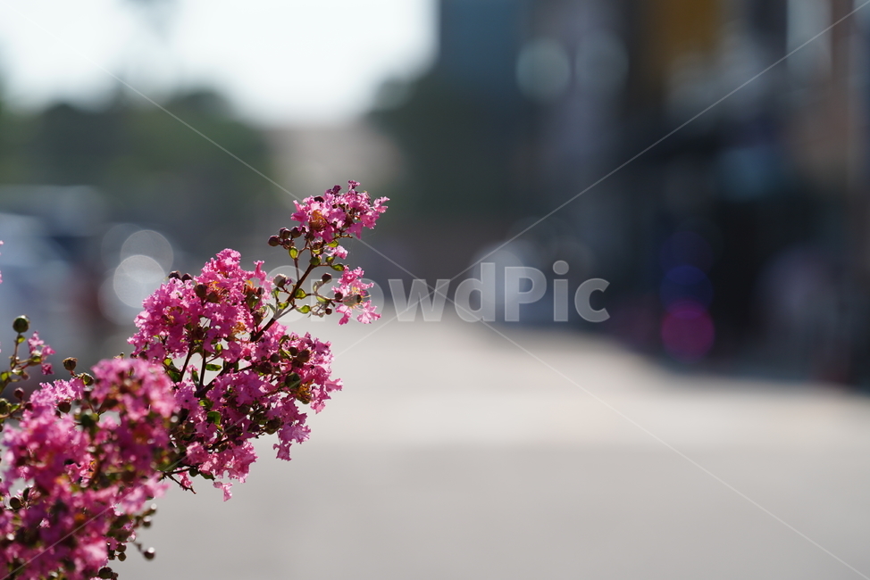 플라워,생물,생명,핑크,분홍,색감,컬러,식물,꽃,flower