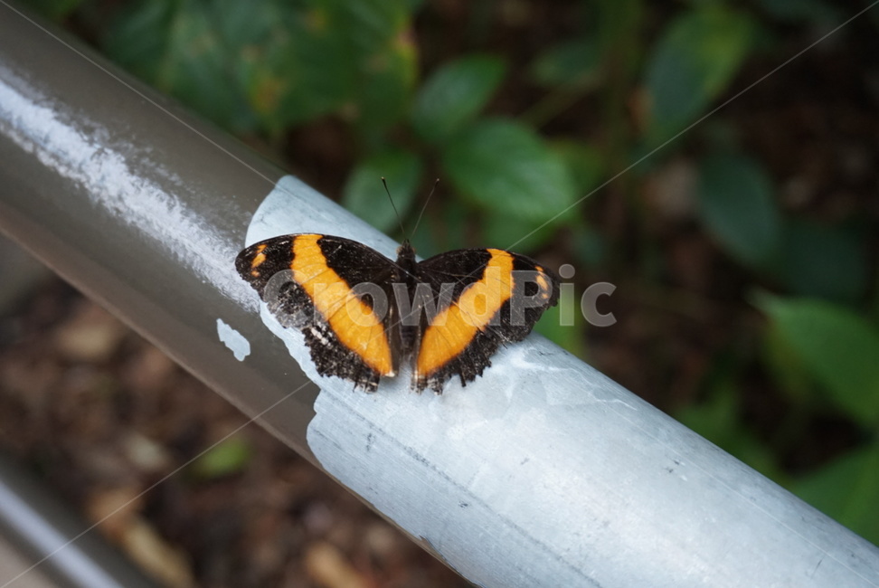 나비,노랑나비,검정나비,곤충,나방,호랑나비,동물,animal,곤충,벌레,insect,bug
