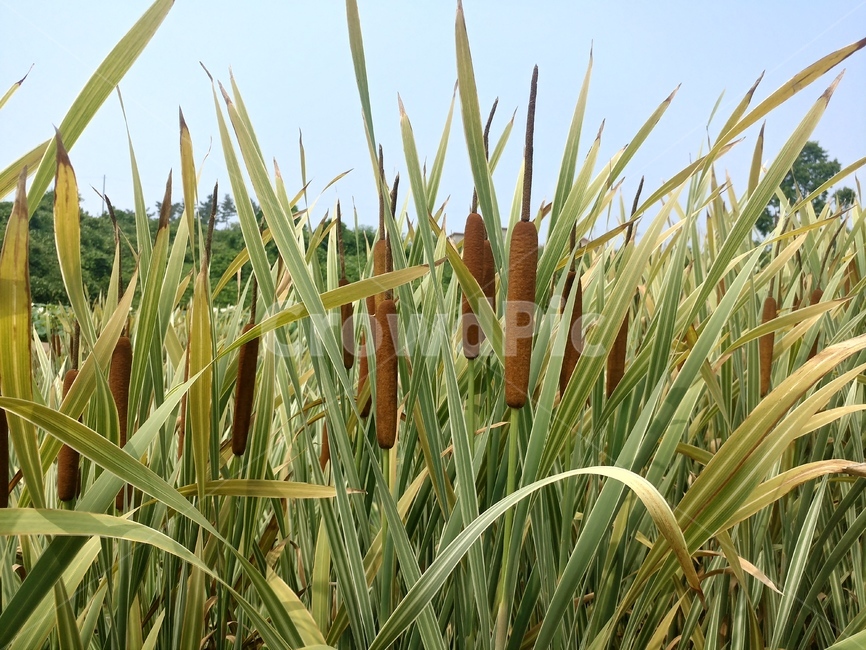 연꽃,꽃,관곡지,식물,흰색,flower,plant,수술,버들,식물,자연,plants,nature