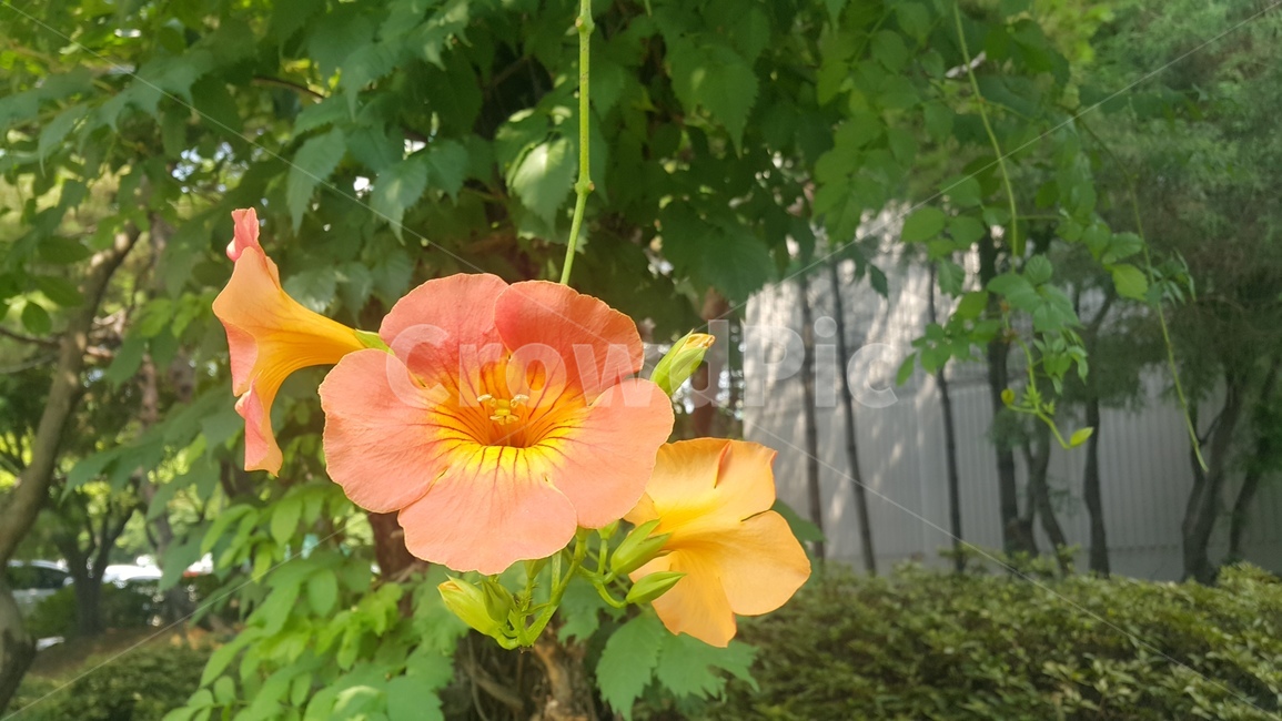 나팔꽃,꽃,여름,flower,summer,계절,season