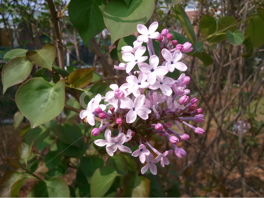 라일락,현삼목,봄꽃,보라색꽃,물푸레나무과,식물,자연,plants,nature,꽃,flower