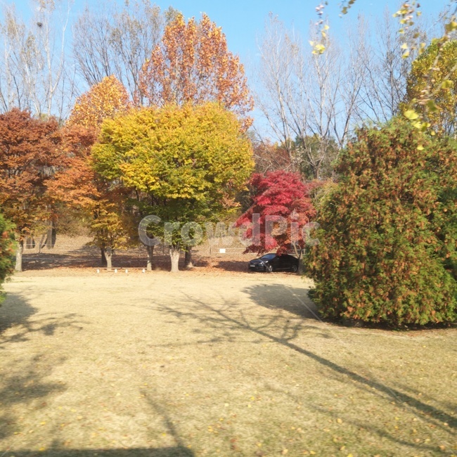 미사리,가을,단풍,나무,plant