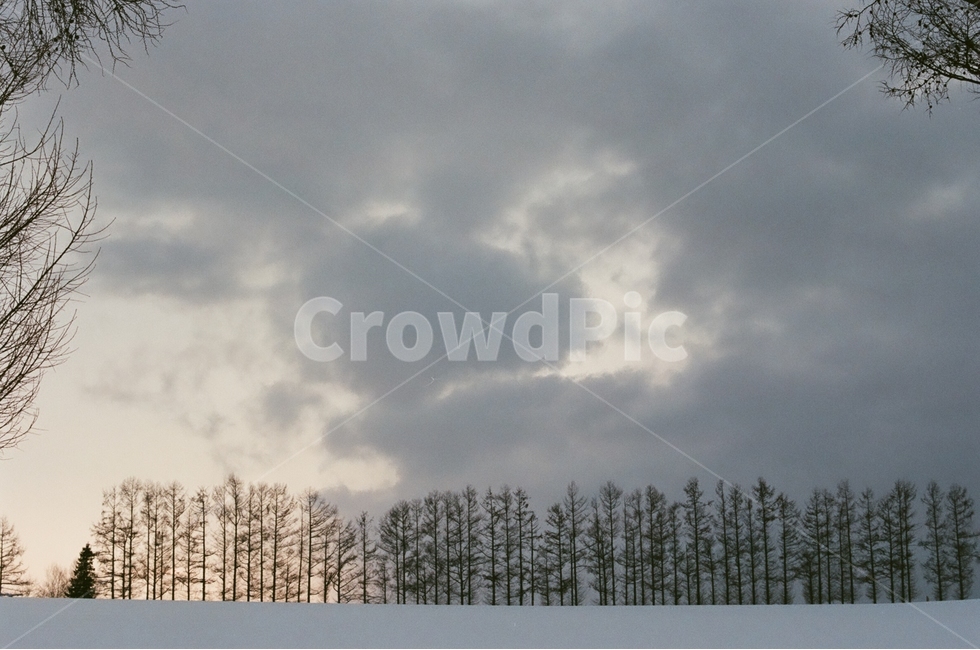 겨울,홋카이도,비에이,나무,눈의왕국,필름사진,겨울,계절,winter,season,자연,풍경,nature,landscape,해외,외국,세계,foreign,oversea,world,세계자연풍경,해외자연풍경,외국자연풍경,world nature landscape,감성,sensible,feeling,tree,plant,식물,fir,전나무,abies,아비,weather,날씨