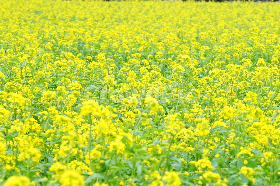 제주도,유채꽃,풍경,노랑,꽃,봄,계절,spring,season,식물,자연,plants,nature,꽃,flower,field,들,grassland,목초지,outdoors,옥외